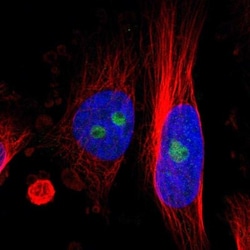 RESF1 Antibody, Novus Biologicals 25 &mu;L; Unlabeled:Antibodies, Polyclonal